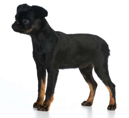 brussels griffon puppy standing on white backgroundの写真素材