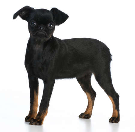 brussels griffon puppy standing on white backgroundの写真素材