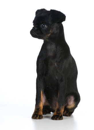 brussels griffon puppy sitting on white backgroundの写真素材
