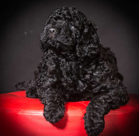 barbet puppy sitting on red stool on black backgroundの写真素材