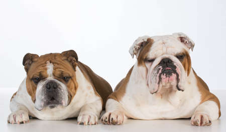two english bulldogs laying down on white backgroundの写真素材