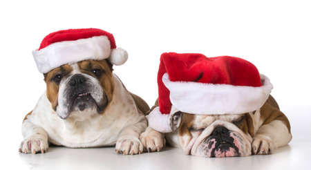 dog santas - english bulldogs wearing santa hats on white backgroundの写真素材