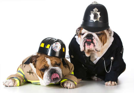 dog dressed up as firefighter and policeman on white backgroundの写真素材