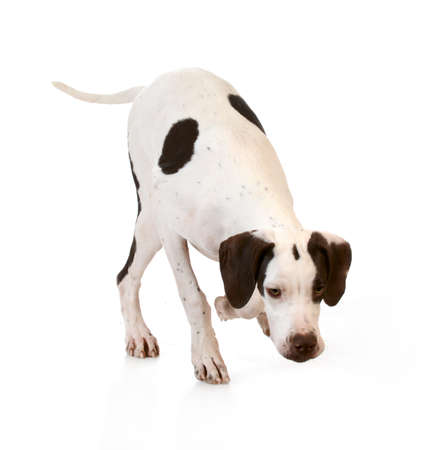 dog sniffing the ground on white backgroundの写真素材