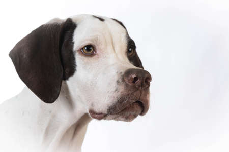 pointer head portrait on white backgroundの写真素材