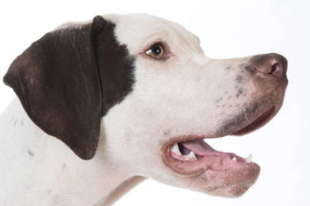 dog panting - pointer head in profile with mouth open pantingの写真素材