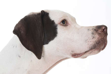 pointer head portrait on white backgroundの写真素材