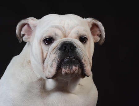 english bulldog puppy portrait on black background - 8 months oldの写真素材