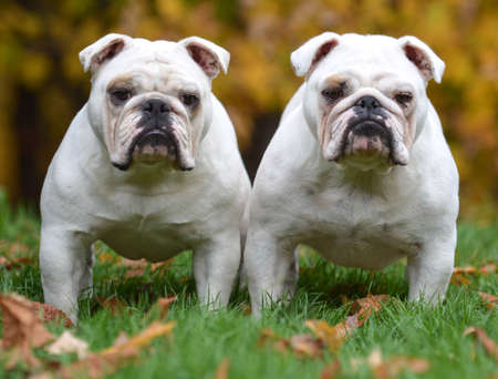 two english bulldogs standing in the grass looking at viewerの写真素材