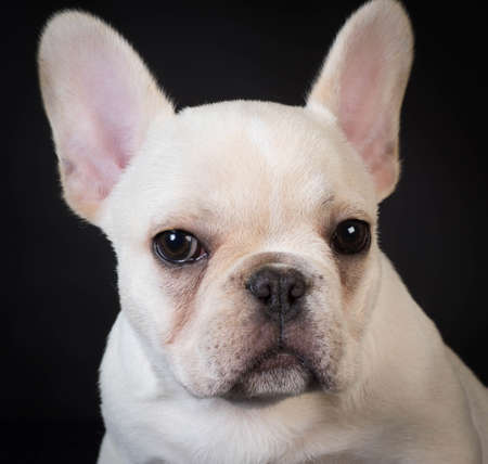 french bulldog puppy portrait on black backgroundの写真素材