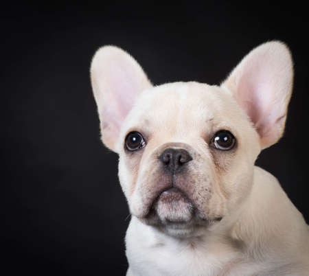 french bulldog puppy portrait on black backgroundの写真素材