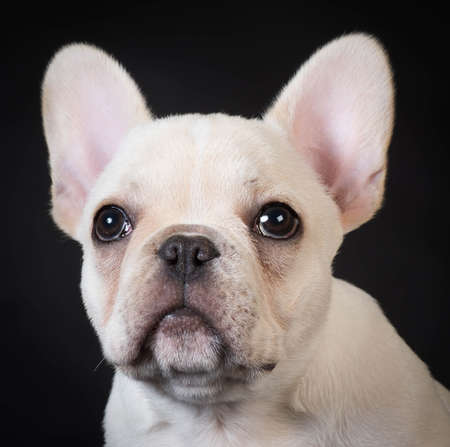 french bulldog puppy portrait on black backgroundの写真素材