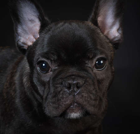 french bulldog puppy portrait on black backgroundの写真素材
