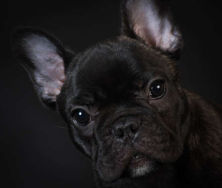 french bulldog puppy portrait on black backgroundの写真素材