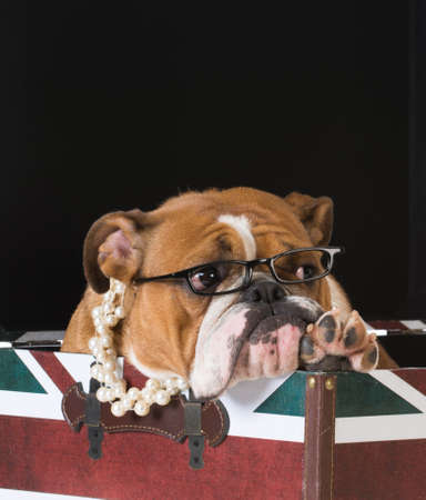 english bulldog in a british flag crateの写真素材