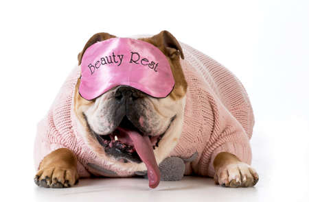 english bulldog wearing beauty rest sleeping maskの写真素材