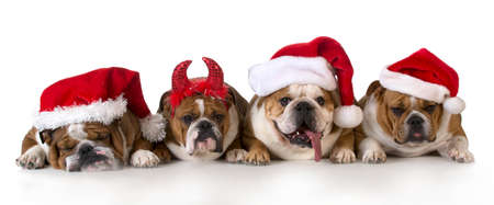 christmas dog - cute christmas concept with one naughty dog in a bunch of santasの写真素材