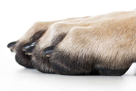 dog paw isolated on white backgroundの写真素材