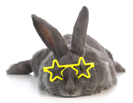 famous bunny - rabbit wearing star glasses on white backgroundの写真素材