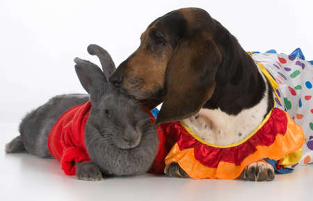 cute bunny and basset hound on white backgroundの写真素材
