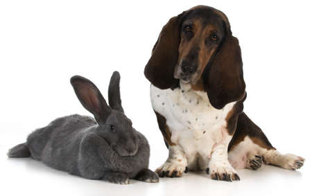 hunting dog - basset hound sitting beside a giant flemish rabbit on white backgroundの写真素材