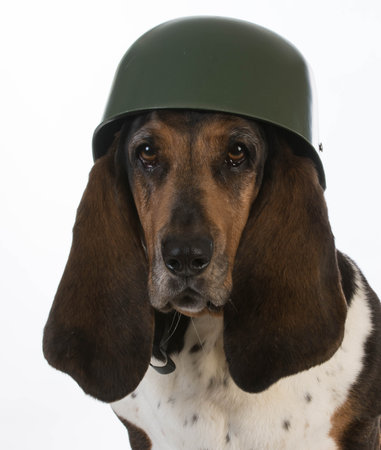 canine soldier - basset hound wearing military helmet on white backgroundの写真素材