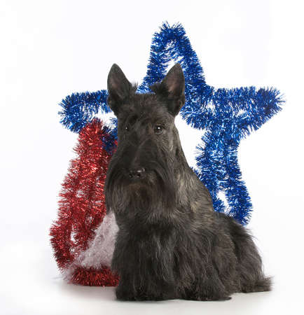 christmas dog - scottish terrier standing by christmas decorations on white backgroundの写真素材