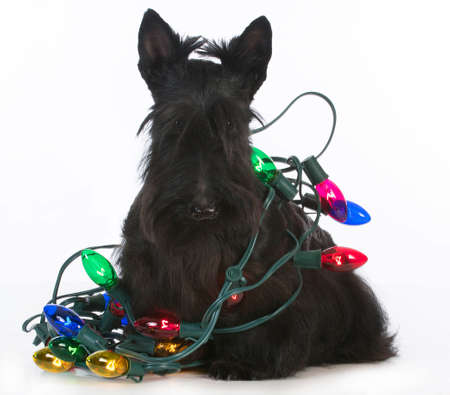 christmas dog - scottish terrier tangled in colorful christmas lights on white backgroundの写真素材