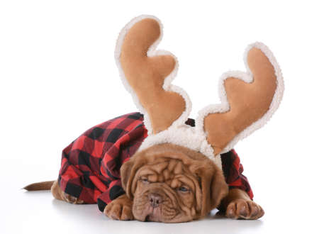 christmas puppy - dogue de bordeaux wearing rudolph antlers on white background - 5 weeks oldの写真素材