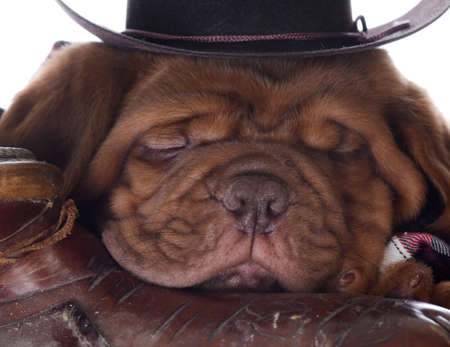 cute puppy - dogue de bordeaux puppy wearing western clothes and hat sleeping in a saddle on white background - 5 weeks oldの写真素材