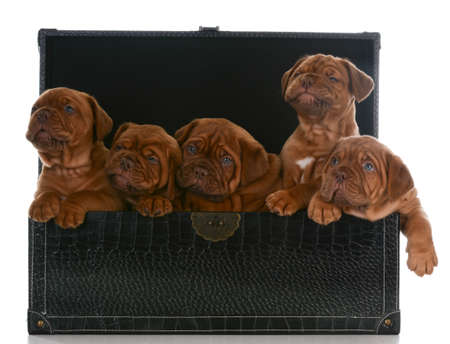 litter of puppies - five week old dogue de bordeaux pups in a trunk on white backgroundの写真素材