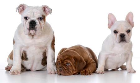 three puppies - english bulldog, dogue de bordeaux and french bulldog isolated on white backgroundの写真素材