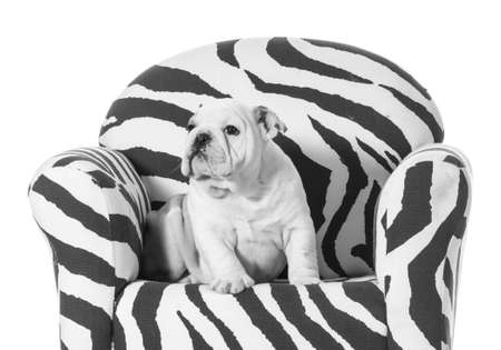 english bulldog puppy sitting on a chair on white backgroundの写真素材