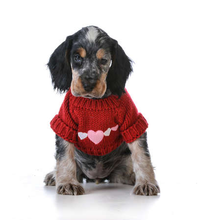 valentines day puppy sitting on white backgroundの写真素材