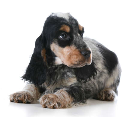 cute puppy - english cocker spaniel puppy  laying down on white backgroundの写真素材