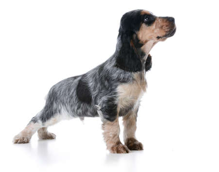 cute puppy - english cocker spaniel puppy  standing on white backgroundの写真素材