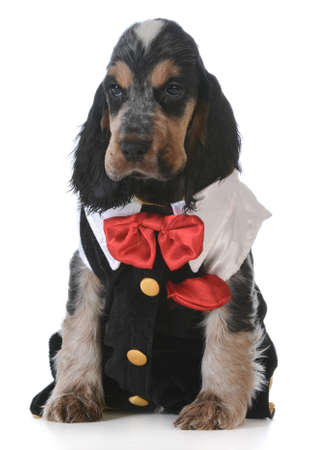 cute puppy - english cocker spaniel puppy  wearing tuxedo on white backgroundの写真素材