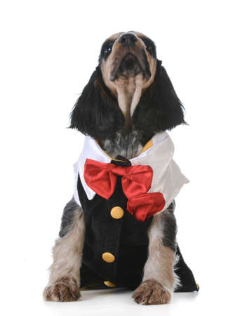 cute puppy - english cocker spaniel puppy  wearing tuxedo on white backgroundの写真素材