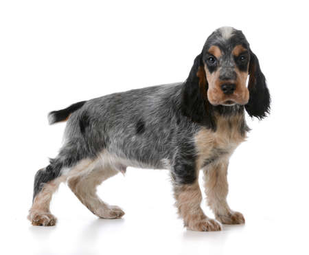 cute puppy - english cocker spaniel puppy  standing on white backgroundの写真素材