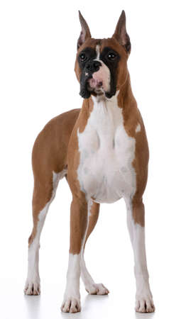 purebred boxer standing on white backgroundの写真素材