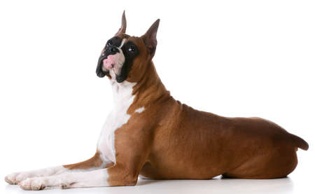 purebred boxer laying down on white backgroundの写真素材