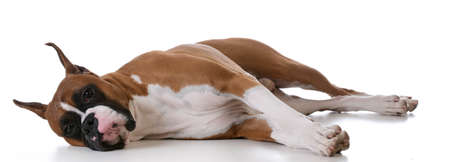 purebred boxer laying down on white backgroundの写真素材