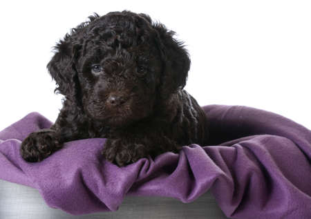cute puppy inside a basket - 5 week old barbet puppyの写真素材