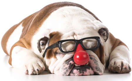 dog wearing clown glasses on white background - english bulldogの写真素材