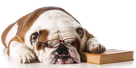 dog wearing reading glasses with book on white background - english bulldogの写真素材