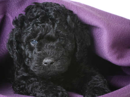 cute barbet puppy under a purple blanket - 5 weeks oldの写真素材