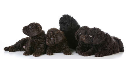 litter of five barbet puppies laying on white background - 5 weeks oldの写真素材