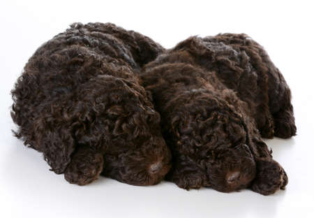 sleeping puppied - two barbet puppies sleeping on white backgroundの写真素材