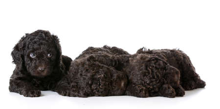 litter of puppies - 5 week old barbet puppies on white backgroundの写真素材