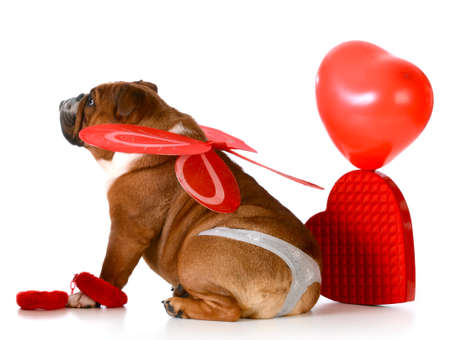 cute valentine bulldog wearing a thong and angel wings on white backgroundの写真素材